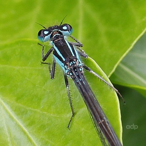 Blue-tailed Damselfly (Ischnura elegans) Alan Prowse